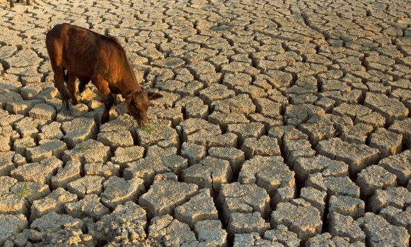 Farmer suicides soar as worst drought in decades drives them to ruin Business Live - Katherine Child